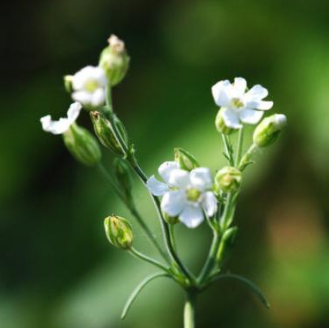 中医教你善用女娄菜可治疗月经不调!
