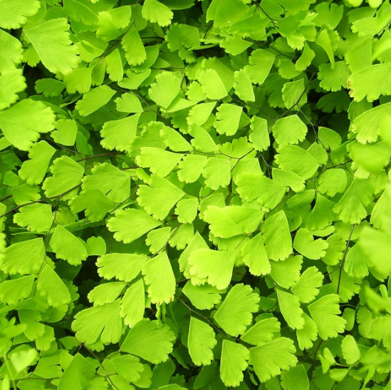 中药材猪鬃草的药用价值及其种植方法介绍！