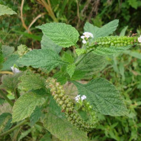 中药大尾摇的药用价值及其临床应用方法！