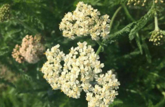 中药土一枝蒿的功效与作用有哪些？土一枝蒿的图片介绍