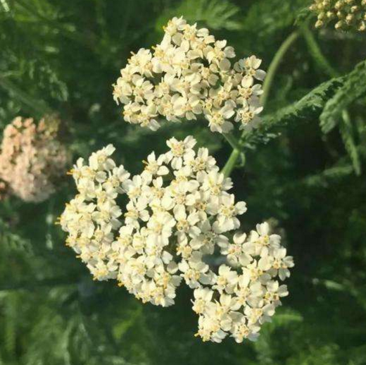 中药材土一枝蒿的功效与作用及其药用价值与应用！