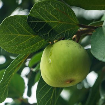 专家教你用木莲果煲汤可用于缓解体热咳嗽！