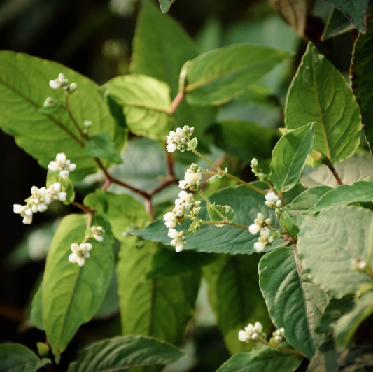 专家解读：赤胫散该如何栽培？其变种与赤胫散原种的区别又有哪些？
