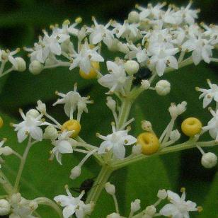 蒴藋汤的配方大全及功能主治!