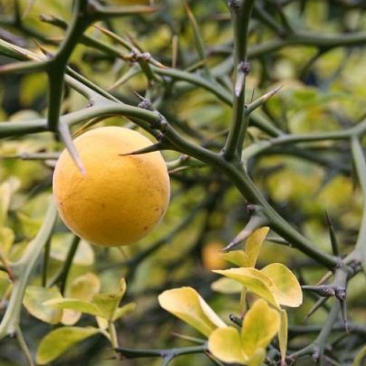 中药枸橘刺的图片形态及其药用价值与种植方法！