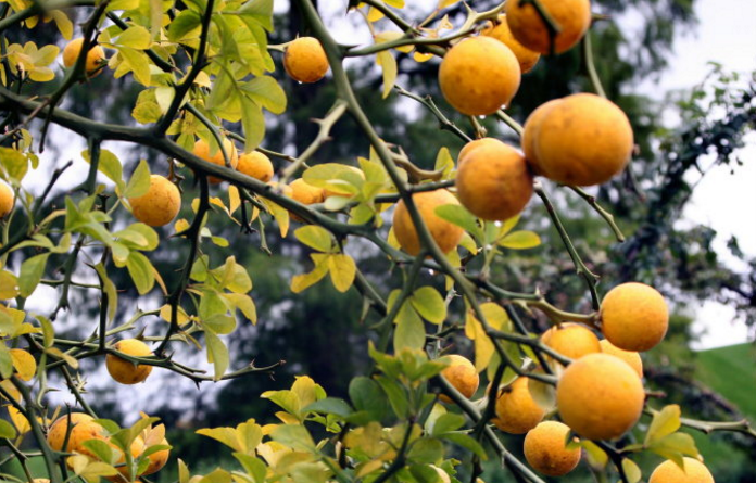 枸橘的药材来源