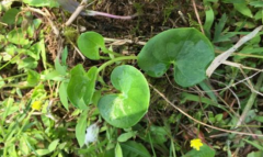 中药肺心草是治什么病的?肺心草的治病附方