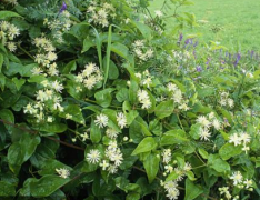 食疗养生，从了解中药女萎的药用价值开始！