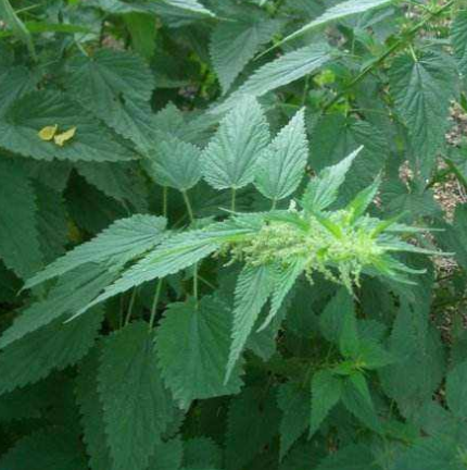 中医教你正确应用饿蚂蝗可治疗女性气血不足！