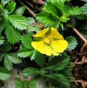 教你用中药五爪风搭配猪蹄食用有活血散瘀的功效！