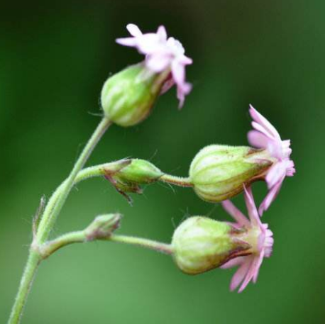 教你用中药女娄菜入药具有活血调经的作用！