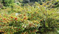 中医用落霜红治疗烫伤的方法及其落霜红的虫害防护！