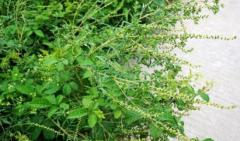 中药豚草会破坏生态吗?豚草分辨真假的方法