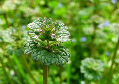 中医用来消肿解毒的宝盖草有哪些景观用途呢?