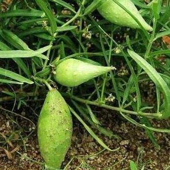 专家提醒:使用地梢瓜须格外注意及地梢瓜图片!