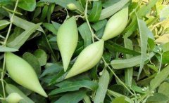 中药地梢瓜的形态特征有哪些?地梢瓜不宜过量食用