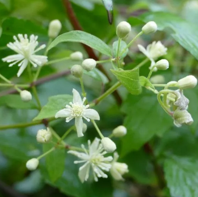 中药女萎的药用价值及其鉴别方法有哪些？