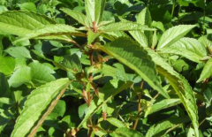 中医多用入地金牛止牙痛，缓解疼痛的方法还有哪些？