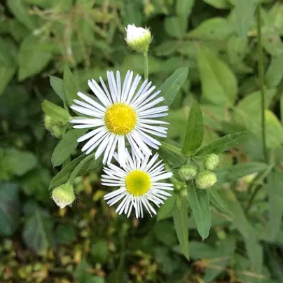 女菀的功效与作用有哪些？将之与其它中药搭配应用可产生不同的药用功效！