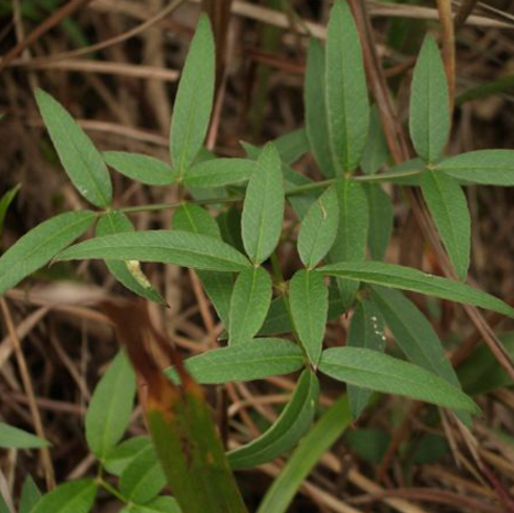 中药隔山香的功效与应用及其药理作用研究！