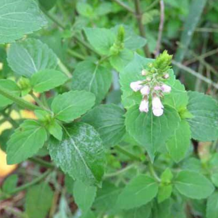 中医教你正确应用五香草可治疗感冒腹痛！