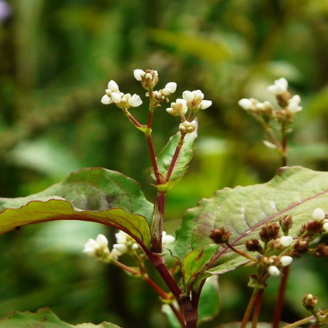 用中药赤胫散治疗妇科疾病有很好的效果，它是如何种植的呢？