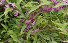 自然界清热解毒的食物有哪些？紫珠叶清热解毒的方法