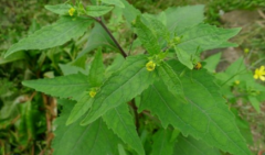 中药材希莶草用于风湿痹痛，那希莶草的附方应用有哪些呢?