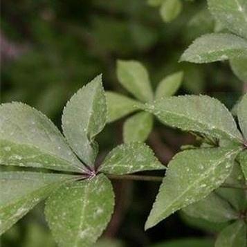 五爪风是一味什么样的中药，药用有？