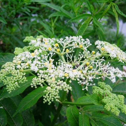 中药蒴藋的功效与作用及其药理作用介绍！