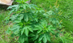 中药豚草会导致哮喘病的发生，那豚草有哪些特征呢？