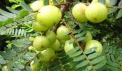 中药野地瓜的营养价值有哪些?