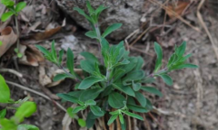 中药女娄菜的特征及其女娄菜的图片！