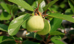 中药木莲果有清热消肿的功效，那木莲果的食用方法有哪些?