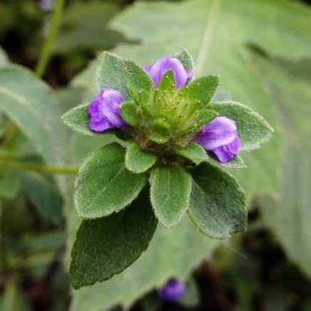 大头陈的功效与作用有哪些？搭配其他药方应用可治疗外感发热！