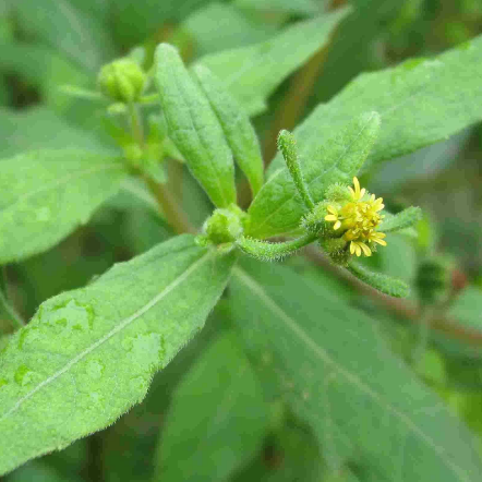 中药希莶草的功效与用法及其药用禁忌！