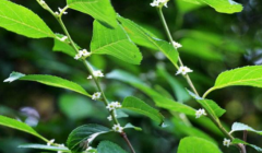 中药材落霜红的栽培有哪些技巧！