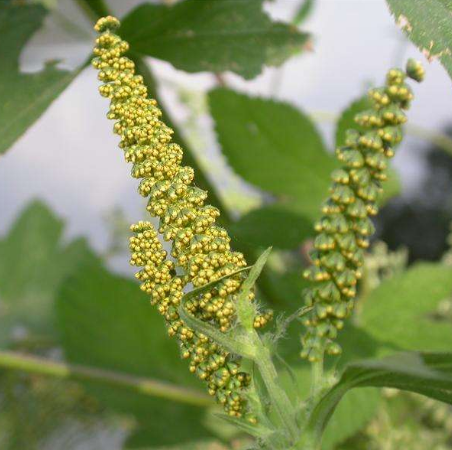 豚草与艾蒿的区别有哪些？豚草过敏的危害有哪些？