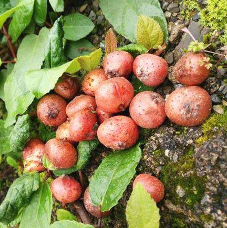 中药野地瓜的功效与作用及其药用种植方法有哪些？