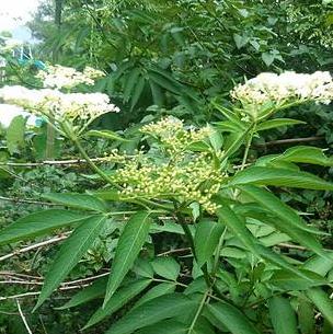 中药蒴藋的药用价值有哪些？