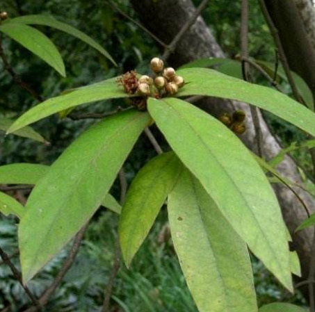 跌打老的功效与作用|用跌打老捣碎外敷可治疗关节疼痛！