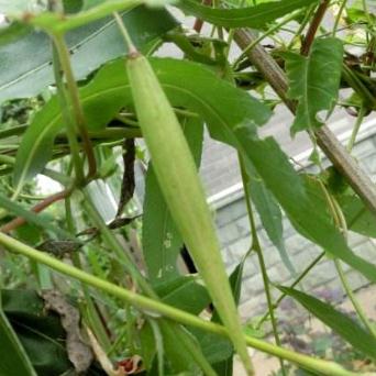 教你方法正确辨识鹅绒藤，千万不要用错了？