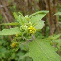 希莶草煲汤具有祛风除湿、舒筋活络的功效！