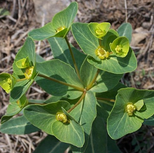 大狼毒如何炮制？大狼毒的中毒症状及其急救方法有哪些？