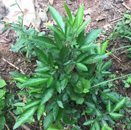 中医解读饿蚂蝗的功效与作用及其用药禁忌！