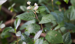 中药赤胫散除了在园林中观赏外，还有哪些用途呢？