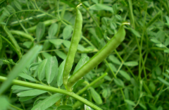 失眠烦躁怎么办？中药大巢菜来帮您！