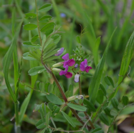 中药大巢菜的营养价值及其功效与食用禁忌有哪些？