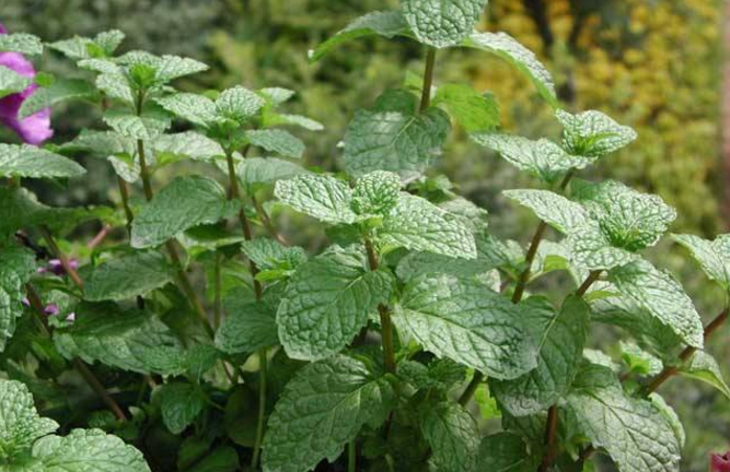 藿香的图片 藿香的图片