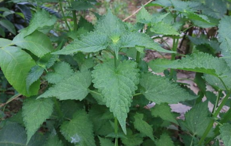 藿香的应用 藿香的应用